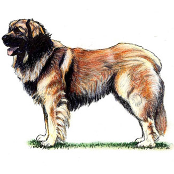 Leonberger - Click Image to Close